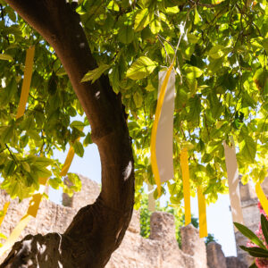 The Orange Republick Photo Collection – Tree Tag No.8