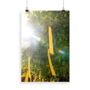 The Orange Republick Photo Collection – Tree Tag No.2 - C-type high quality print
