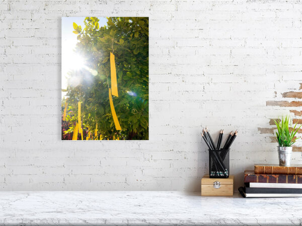 The Orange Republick Photo Collection – Tree Tag No.2 -Wall Mock up